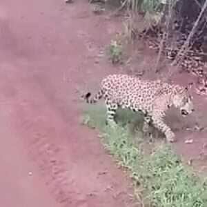 Operador de trator leva susto ao flagrar onças-pintadas em estrada rural