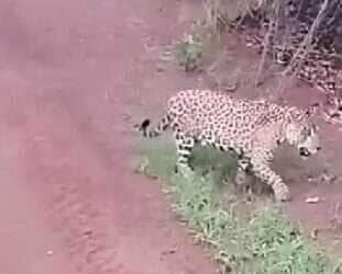 Operador de trator leva susto ao flagrar onças-pintadas em estrada rural