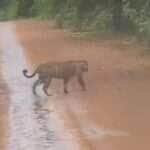 Registro impressionante mostra dois felinos em ótimo estado de saúde cruzando tranquilamente uma estrada na zona rural; cena reforça importância da preservação ambiental