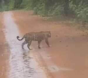 Registro impressionante mostra dois felinos em ótimo estado de saúde cruzando tranquilamente uma estrada na zona rural; cena reforça importância da preservação ambiental