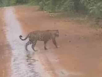 Registro impressionante mostra dois felinos em ótimo estado de saúde cruzando tranquilamente uma estrada na zona rural; cena reforça importância da preservação ambiental