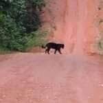 Momento raro e impressionante foi registrado por um motociclista em uma estrada rural brasileira. As estrelas? Duas onças — uma preta e uma pintada — atravessando calmamente o caminho como se estivessem em passarela exclusiva da natureza.