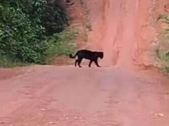 Momento raro e impressionante foi registrado por um motociclista em uma estrada rural brasileira. As estrelas? Duas onças — uma preta e uma pintada — atravessando calmamente o caminho como se estivessem em passarela exclusiva da natureza.