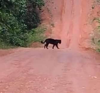 Momento raro e impressionante foi registrado por um motociclista em uma estrada rural brasileira. As estrelas? Duas onças — uma preta e uma pintada — atravessando calmamente o caminho como se estivessem em passarela exclusiva da natureza.