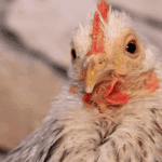 Peru abre mercado para exportação de óleo de aves brasileiro -