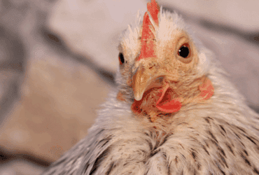 Peru abre mercado para exportação de óleo de aves brasileiro -