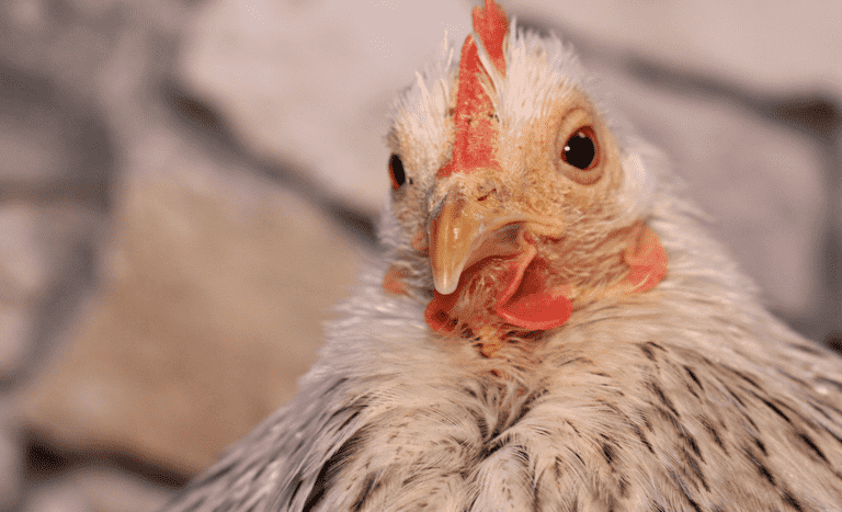 Peru abre mercado para exportação de óleo de aves brasileiro -