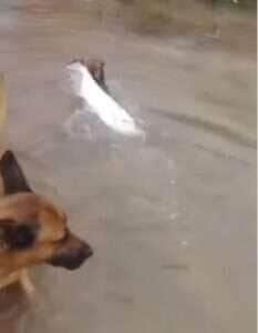 Cãozinho pescador conquista a internet ao arrastar peixe maior que ele para fora do rio 