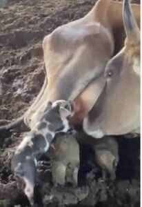 Porquinho “espertinho” mama em vaca e cena inusitada diverte a web