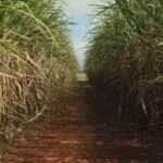 RenovaBio: decreto trata de fiscalização das metas de descarbonização - Arquivo/Elza Fiúza/ABr