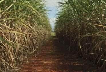 RenovaBio: decreto trata de fiscalização das metas de descarbonização - Arquivo/Elza Fiúza/ABr