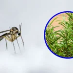 simpatia com alecrim