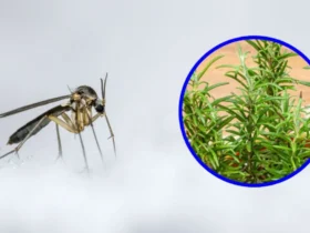 simpatia com alecrim