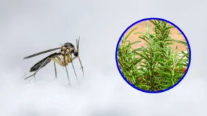 simpatia com alecrim