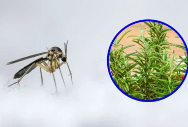 simpatia com alecrim