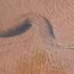 Registrada nadando calmamente em um rio de águas transparentes, a sucuri surpreende internautas e reforça o valor da conservação dos ecossistemas brasileiros 