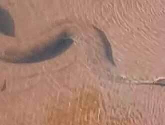 Registrada nadando calmamente em um rio de águas transparentes, a sucuri surpreende internautas e reforça o valor da conservação dos ecossistemas brasileiros 