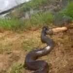 Gravação chocante de uma serpente com um cão na boca circula nas redes e levanta dúvidas sobre o local do ocorrido; apesar de ser atribuída a Catalão (GO), o vídeo foi feito em Minas Gerais.