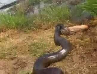 Gravação chocante de uma serpente com um cão na boca circula nas redes e levanta dúvidas sobre o local do ocorrido; apesar de ser atribuída a Catalão (GO), o vídeo foi feito em Minas Gerais.