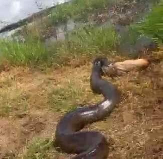 Gravação chocante de uma serpente com um cão na boca circula nas redes e levanta dúvidas sobre o local do ocorrido; apesar de ser atribuída a Catalão (GO), o vídeo foi feito em Minas Gerais.