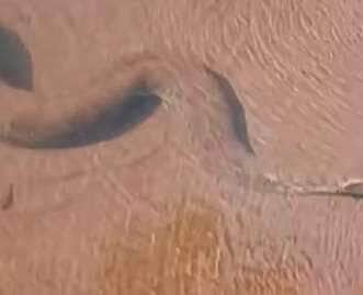 Registrada nadando calmamente em um rio de águas transparentes, a sucuri surpreende internautas e reforça o valor da conservação dos ecossistemas brasileiros 