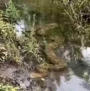 Sucuri-verde rouba a cena em área rural do Brasil e curte um banho tranquilo no córrego 