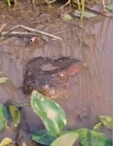 Com a cabeça fora da água e o corpo escondido no pântano, a majestosa sucuri brasileira mostra porque é uma das serpentes mais fascinantes do planeta