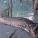 O vídeo viral mostra a impressionante sucuri deslizando pelas águas com tranquilidade e charme, reforçando a importância de proteger esse ícone da fauna brasileira