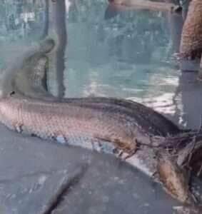 O vídeo viral mostra a impressionante sucuri deslizando pelas águas com tranquilidade e charme, reforçando a importância de proteger esse ícone da fauna brasileira