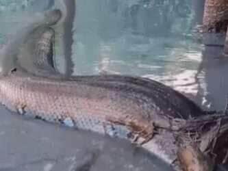 O vídeo viral mostra a impressionante sucuri deslizando pelas águas com tranquilidade e charme, reforçando a importância de proteger esse ícone da fauna brasileira