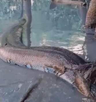 O vídeo viral mostra a impressionante sucuri deslizando pelas águas com tranquilidade e charme, reforçando a importância de proteger esse ícone da fauna brasileira