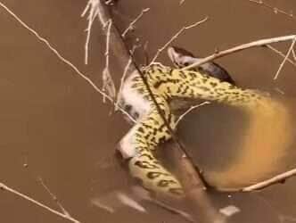 Momento inusitado no rio Miranda termina em final feliz para cobra e pescadores