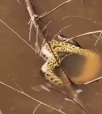 Momento inusitado no rio Miranda termina em final feliz para cobra e pescadores