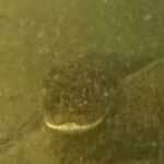 Com pose de modelo e direito a close na cabeçona, sucuri gigante dá show de naturalidade em vídeo raro captado por câmera submersa — e encanta internautas com seu charme selvagem. 