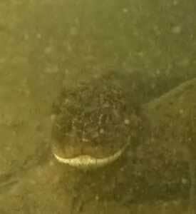 Com pose de modelo e direito a close na cabeçona, sucuri gigante dá show de naturalidade em vídeo raro captado por câmera submersa — e encanta internautas com seu charme selvagem. 