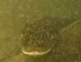 Com pose de modelo e direito a close na cabeçona, sucuri gigante dá show de naturalidade em vídeo raro captado por câmera submersa — e encanta internautas com seu charme selvagem. 