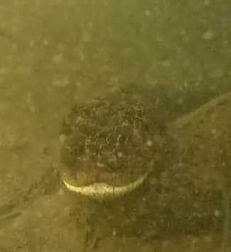 Com pose de modelo e direito a close na cabeçona, sucuri gigante dá show de naturalidade em vídeo raro captado por câmera submersa — e encanta internautas com seu charme selvagem. 