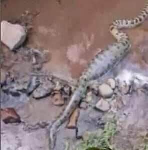 Barriga cheia e muita calma nessa hora: sucuri é flagrada passeando por alagado em busca de sossego