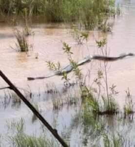 Moradores ficam surpresos ao encontrarem uma das maiores cobras do mundo em seu habitat natural