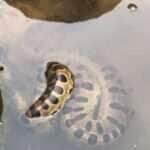 Sucuri gigante é flagrada relaxando de boa nas águas e vira símbolo de tranquilidade na natureza