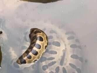 Sucuri gigante é flagrada relaxando de boa nas águas e vira símbolo de tranquilidade na natureza