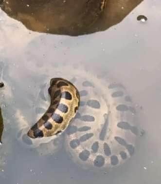 Sucuri gigante é flagrada relaxando de boa nas águas e vira símbolo de tranquilidade na natureza