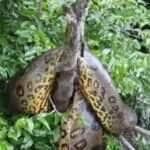 Sucuri toma banho de sol em galhos à beira do rio e surpreende pescadores