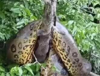 Sucuri toma banho de sol em galhos à beira do rio e surpreende pescadores