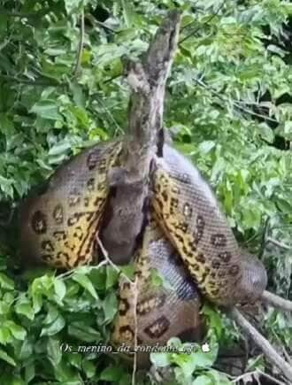 Sucuri toma banho de sol em galhos à beira do rio e surpreende pescadores