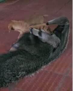 Tamanduá vira celebridade nas redes ao brincar com filhotes de cachorro