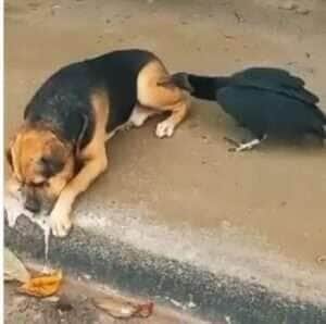 Urubu tenta devorar cãozinho vivo e cena hilária viraliza nas redes: "O apressado come cru!"