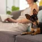 Animais de estimação em apartamentos exigem cuidados especiais