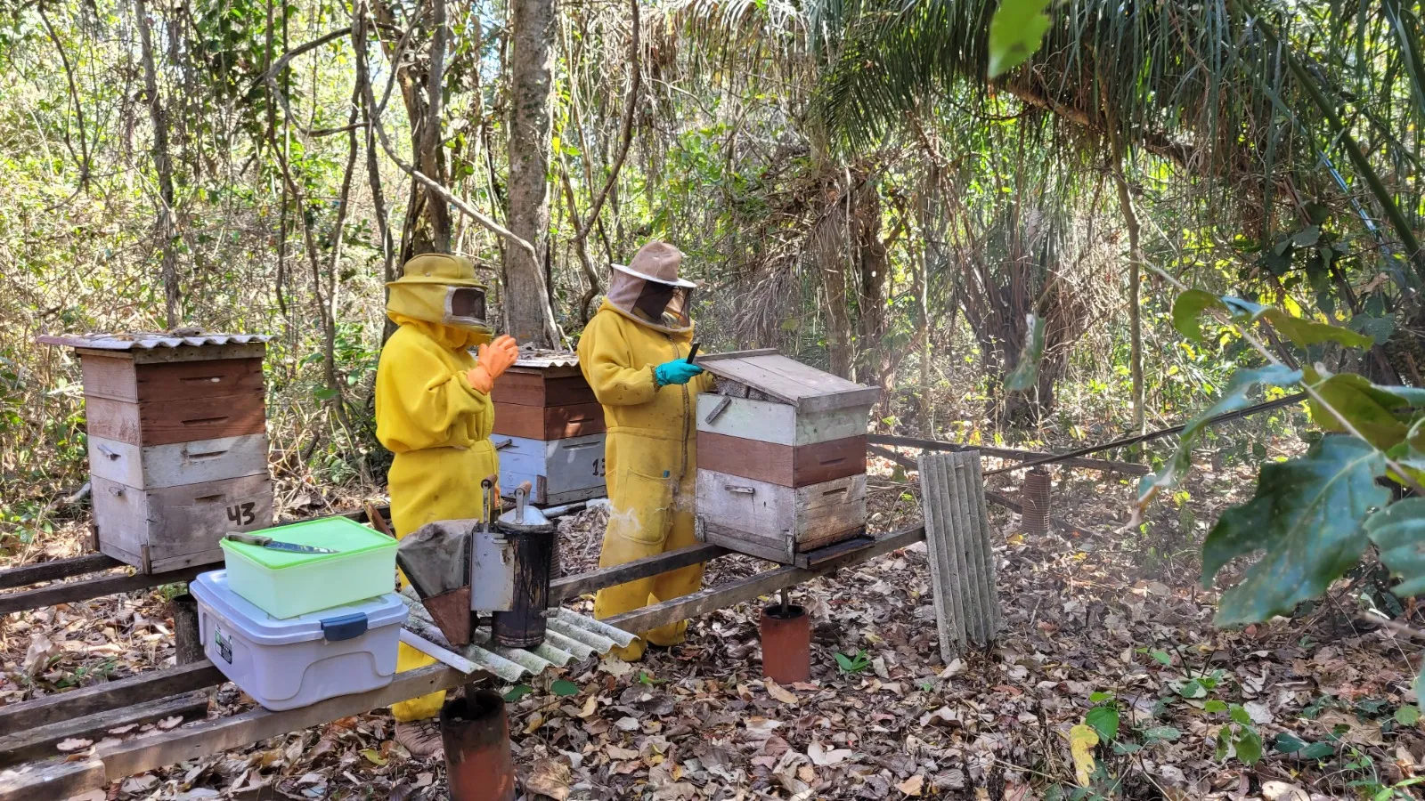 Apicultura impulsiona agricultura familiar em Mato Grosso