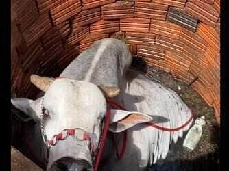 Cena digna de filme de comédia rural: animal caiu em uma fossa no interior do Brasil e assustou moradores, que viram apenas a cabeça do bicho emergindo da água. Final do resgate não foi filmado, mas a torcida é grande para que ele tenha saído bem dessa "furada".